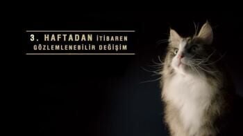 Pro Plan Liveclear Kitten Hindili Yavru Kedi Maması 1.4 Kg