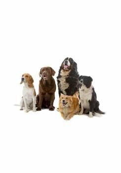 Pro Plan Medium Adult Kuzulu Yetişkin Köpek Maması 14+2.5 Kg