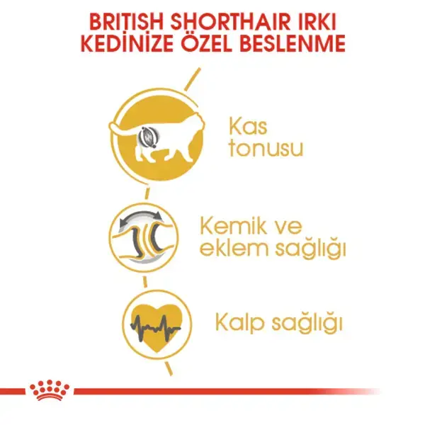 Royal Canin British Shorthair Için Kuru Kedi Maması 4kg