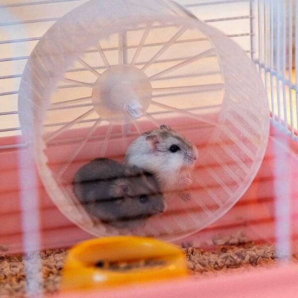 Ferplast Cricetti 9 Princess Temalı Kemirgen Kafesi