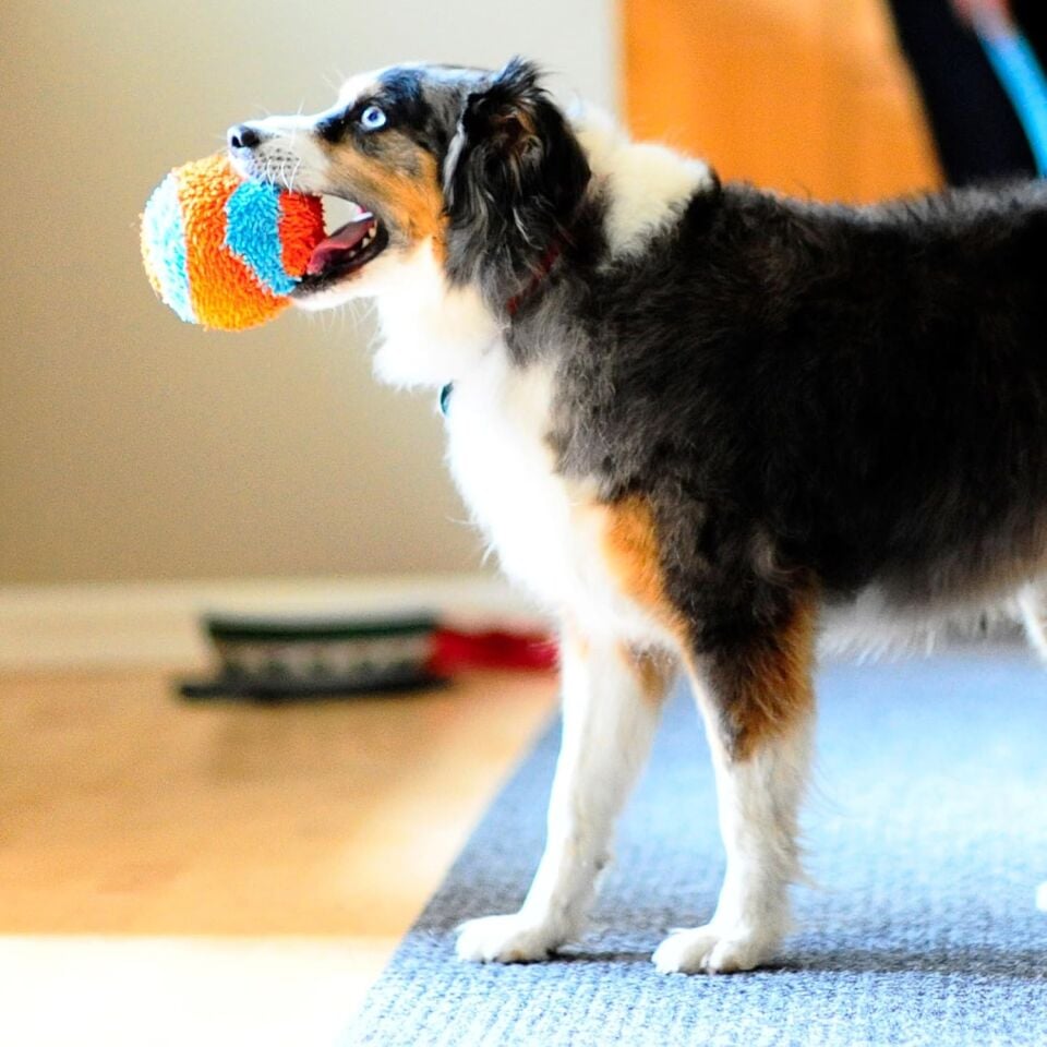 Chuckit! Indoor Ball Eve Özel Yumuşak Oyun Topu - Köpekler İçin İç Mekan Getirme Topu